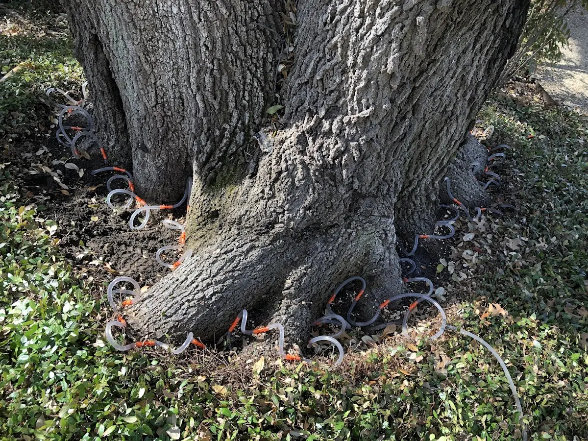 Detailed Tree Cabling and Bracing job site in Hull